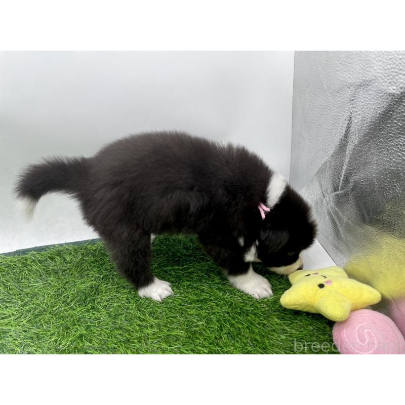 販売中の愛知県のボーダーコリー-424892の4枚目