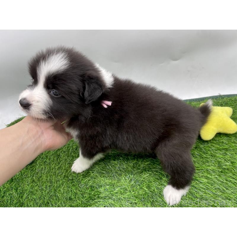 販売中の愛知県のボーダーコリー-424892の2枚目