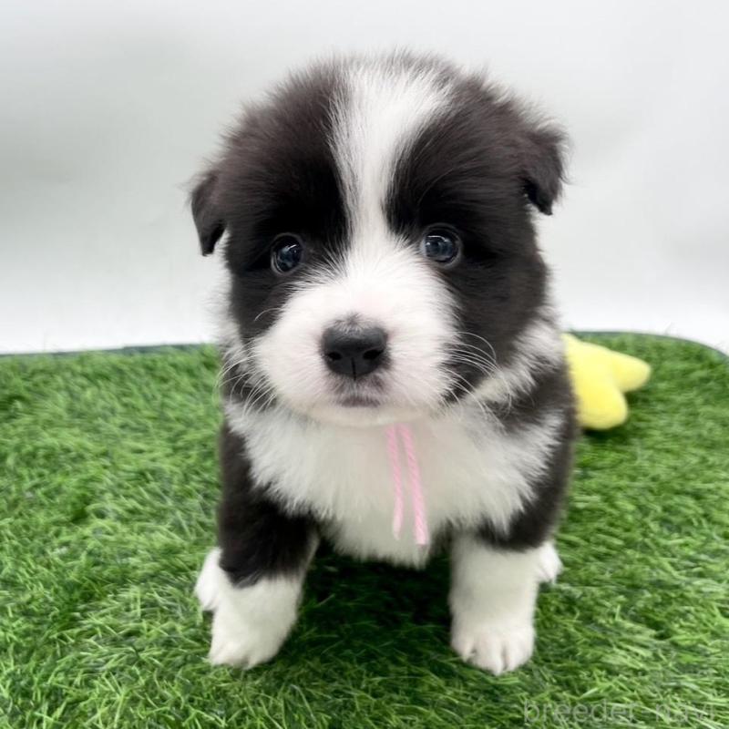 販売中の愛知県のボーダーコリー-424892