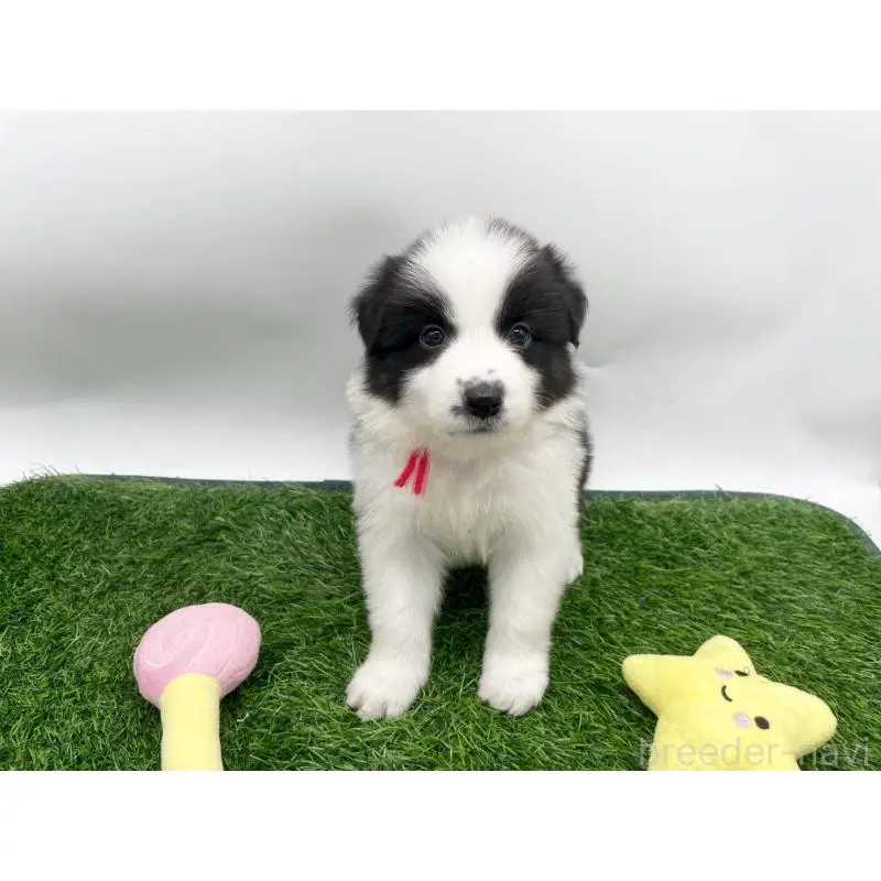 販売中の愛知県のボーダーコリー-424893の5枚目