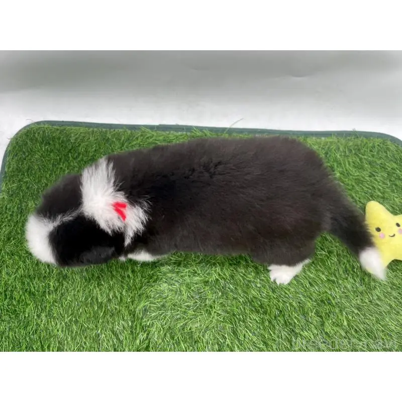 販売中の愛知県のボーダーコリー-424893の4枚目