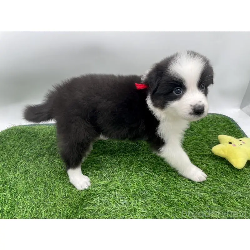 販売中の愛知県のボーダーコリー-424893の3枚目