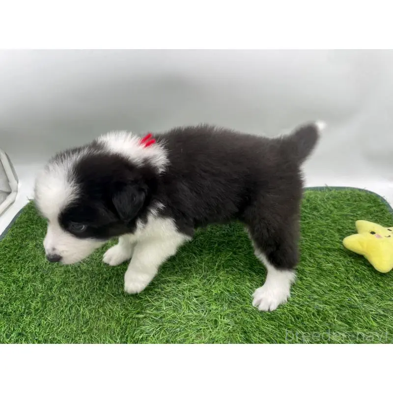 販売中の愛知県のボーダーコリー-424893の2枚目