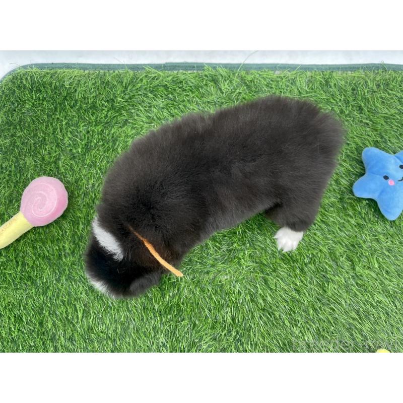 販売中の愛知県のボーダーコリー-424894の4枚目