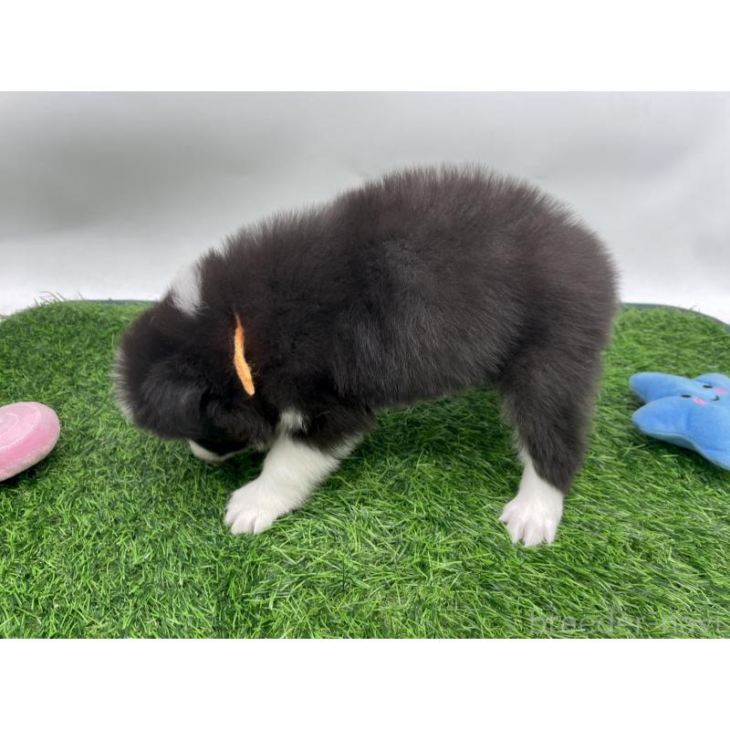 販売中の愛知県のボーダーコリー-424894の3枚目