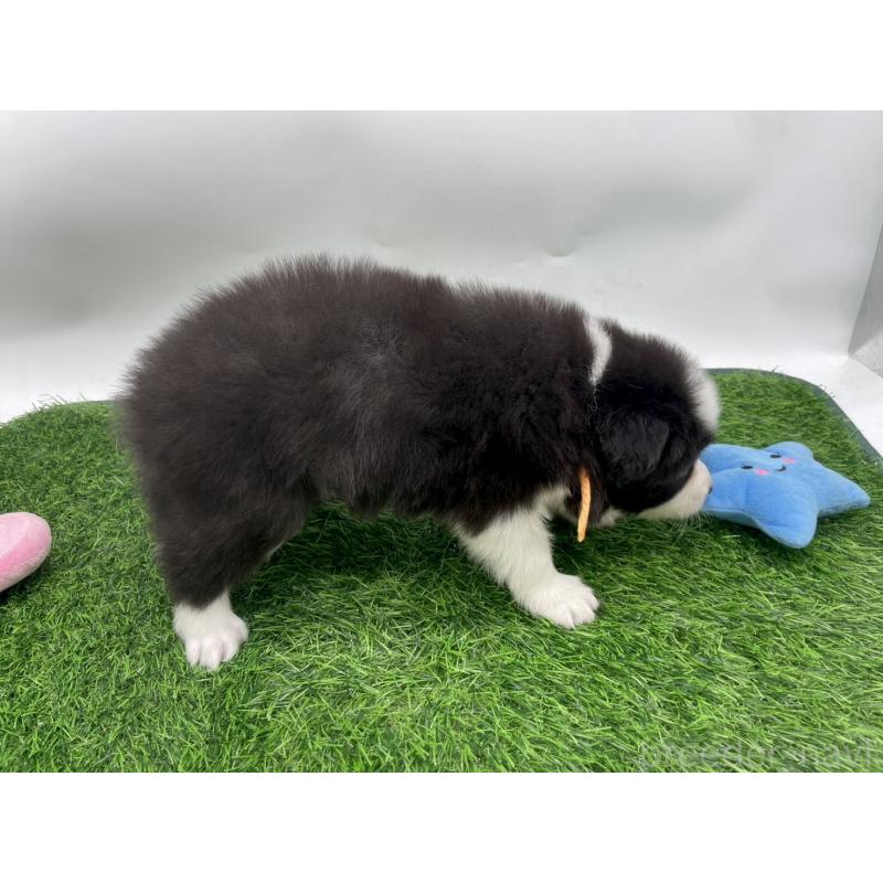 販売中の愛知県のボーダーコリー-424894の2枚目