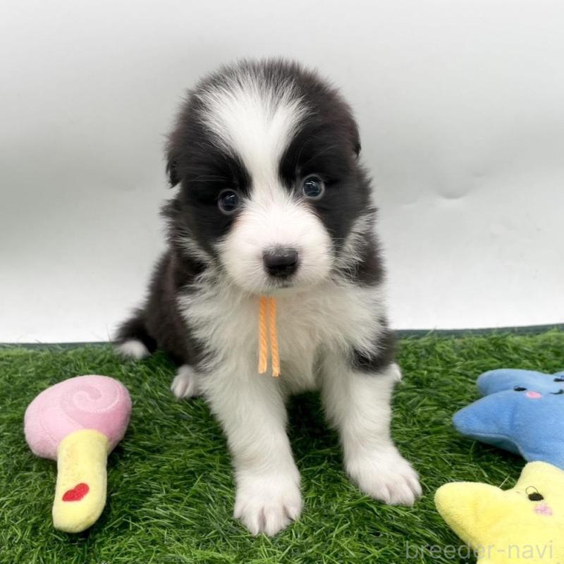 販売中の愛知県のボーダーコリー-424894