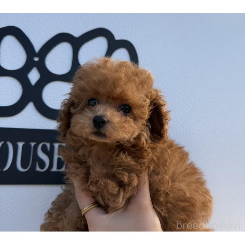 販売中の長崎県のティーカッププードル-418612の5枚目