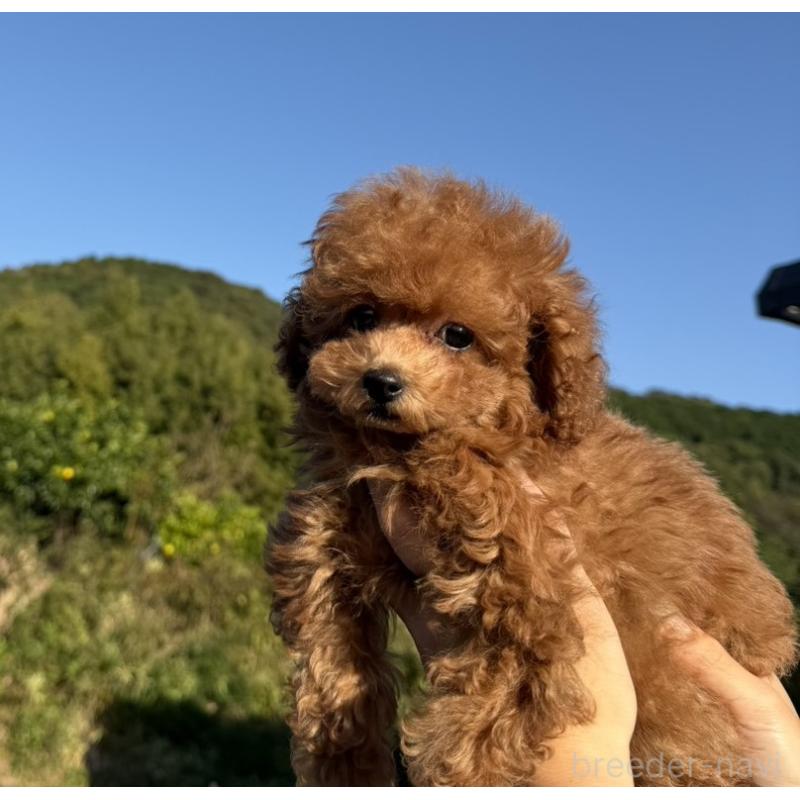 販売中の長崎県のティーカッププードル-418612の4枚目