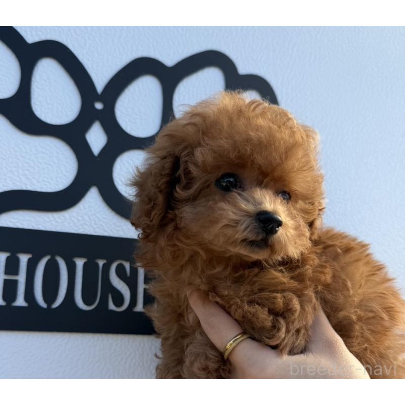 販売中の長崎県のティーカッププードル-418612の3枚目