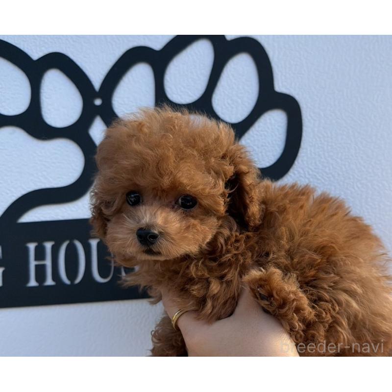 販売中の長崎県のティーカッププードル-418612の2枚目