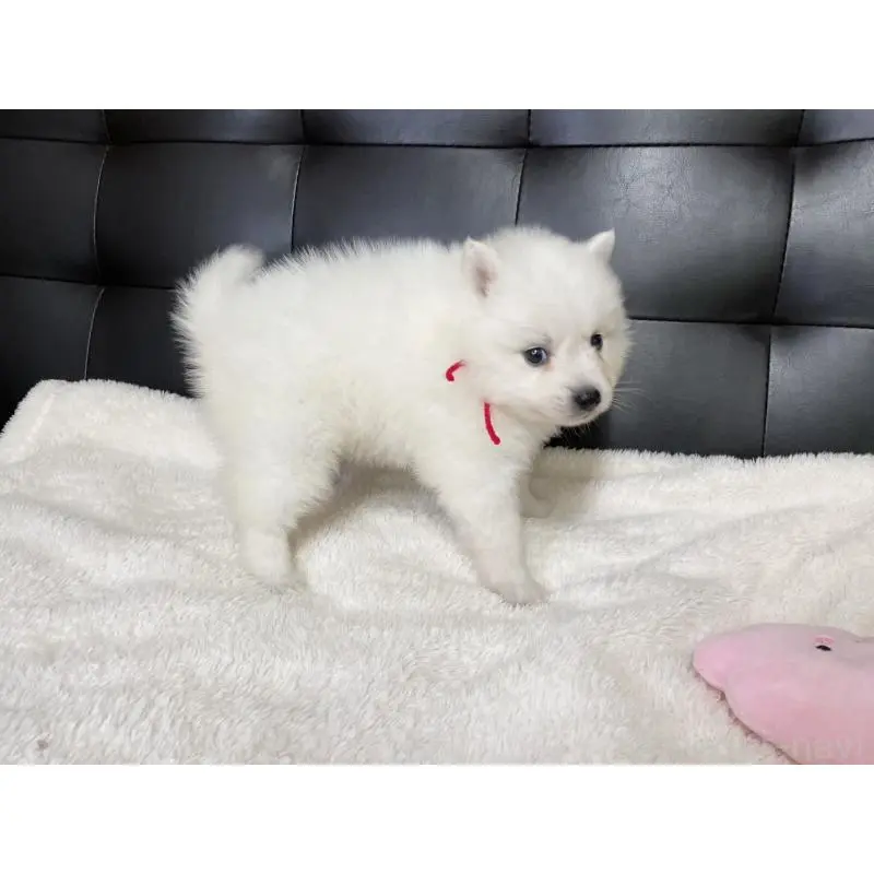 販売中の愛知県の日本スピッツ-424895の4枚目