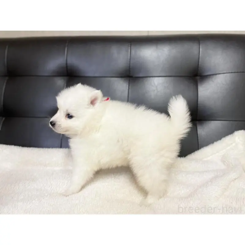 販売中の愛知県の日本スピッツ-424895の5枚目