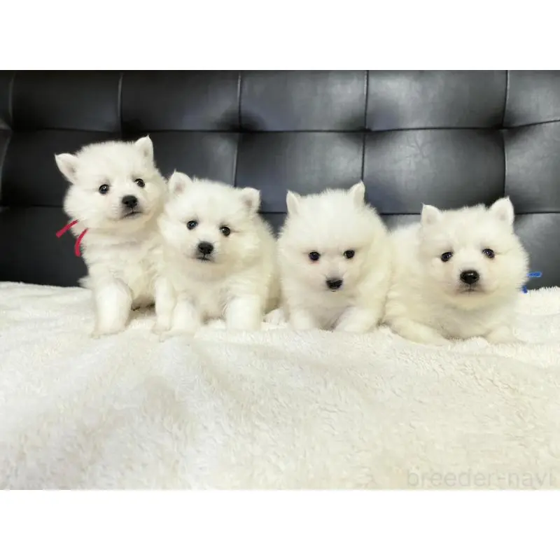 販売中の愛知県の日本スピッツ-424895の3枚目