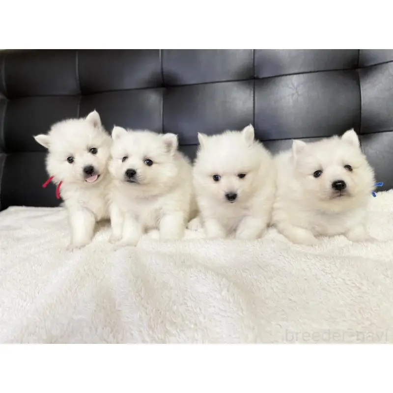 販売中の愛知県の日本スピッツ-424895の2枚目