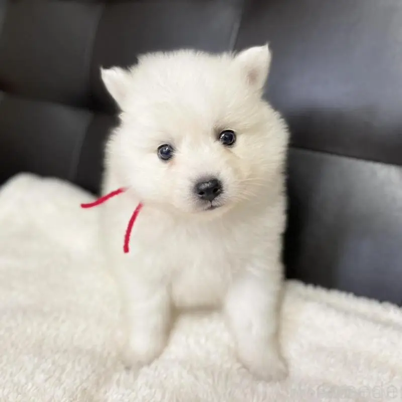 販売中の愛知県の日本スピッツ-424895