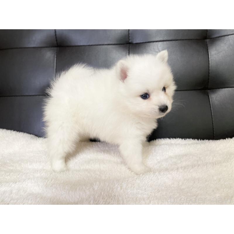 販売中の愛知県の日本スピッツ-424896の6枚目