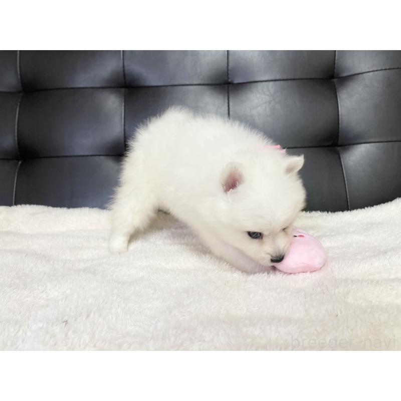 販売中の愛知県の日本スピッツ-424896の5枚目