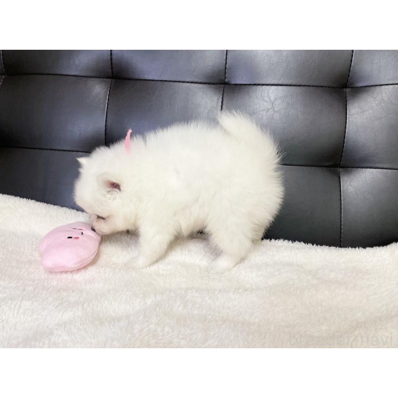 販売中の愛知県の日本スピッツ-424896の4枚目