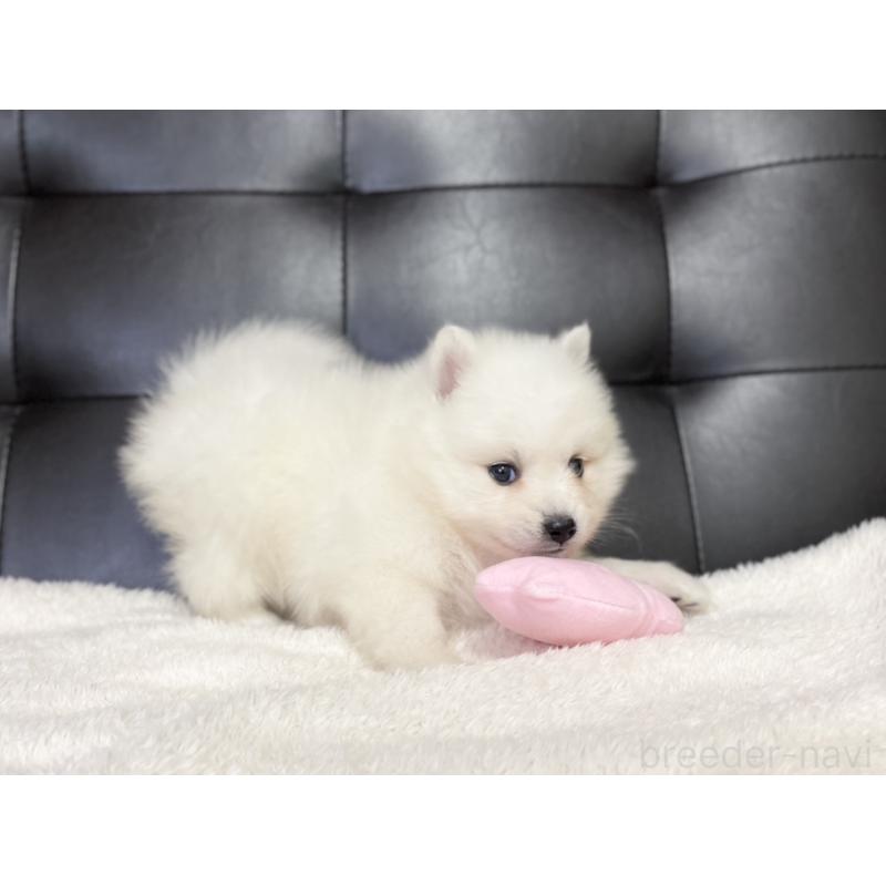 販売中の愛知県の日本スピッツ-424896の3枚目