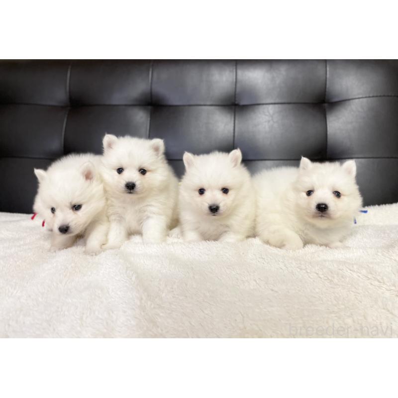 販売中の愛知県の日本スピッツ-424896の2枚目