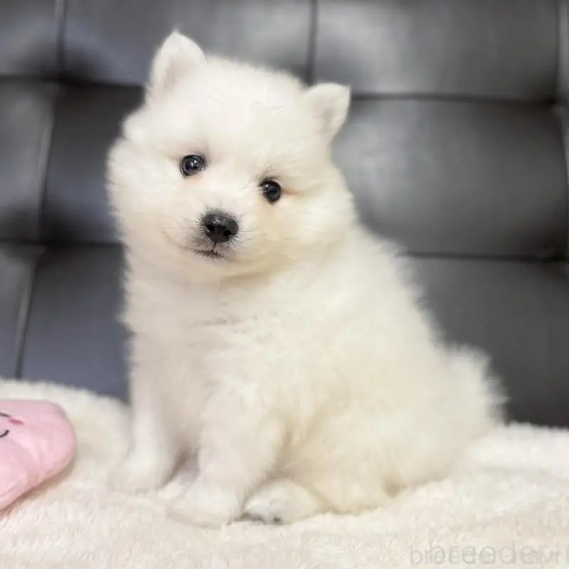 販売中の愛知県の日本スピッツ-424896