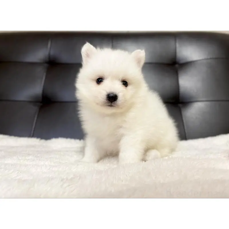 販売中の愛知県の日本スピッツ-424897の5枚目