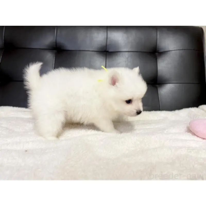 販売中の愛知県の日本スピッツ-424897の4枚目