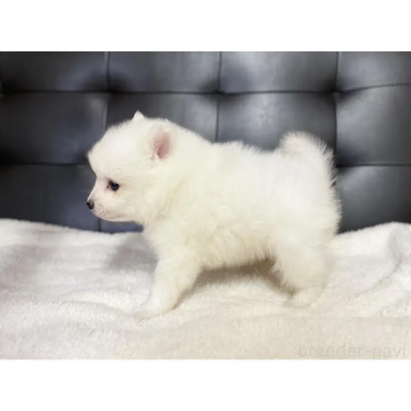 販売中の愛知県の日本スピッツ-424897の3枚目