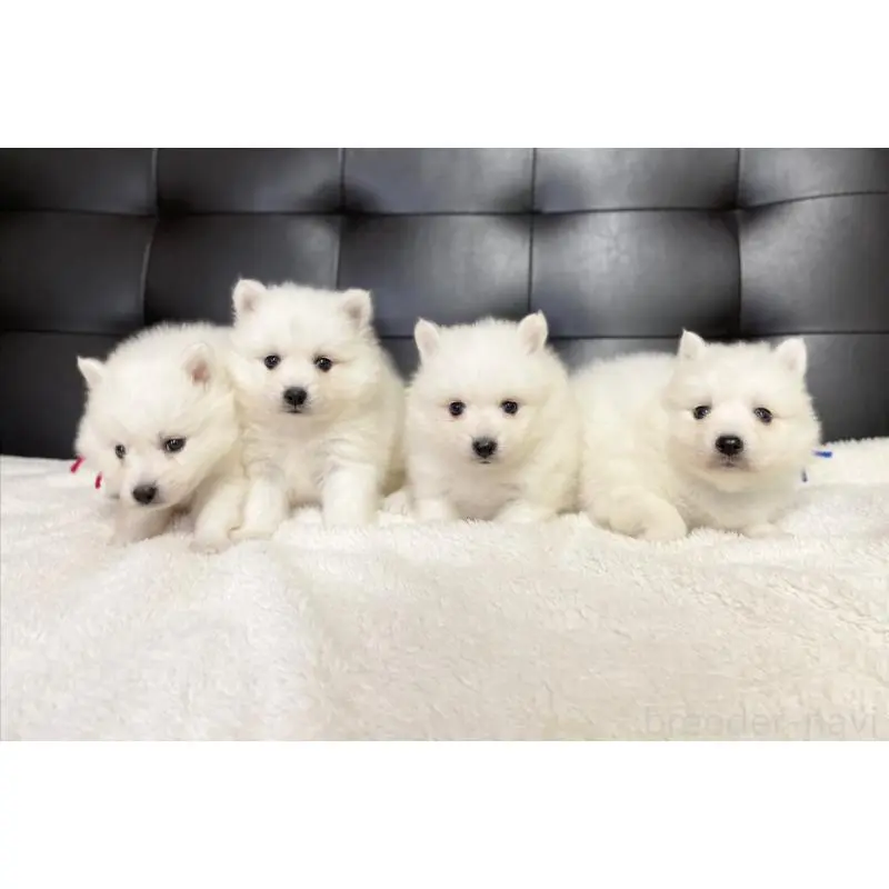 販売中の愛知県の日本スピッツ-424897の2枚目