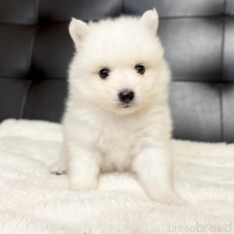 販売中の愛知県の日本スピッツ-424897