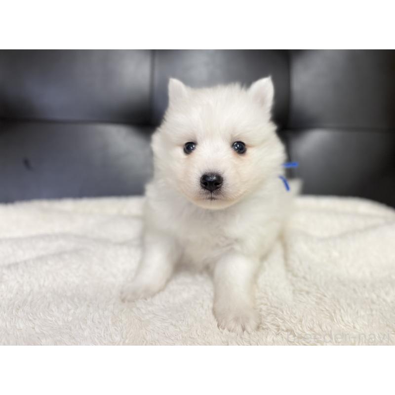 販売中の愛知県の日本スピッツ-424898の6枚目