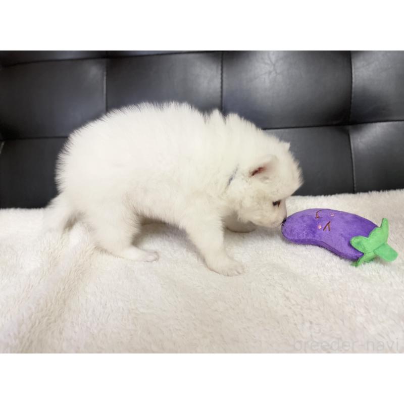 販売中の愛知県の日本スピッツ-424898の5枚目