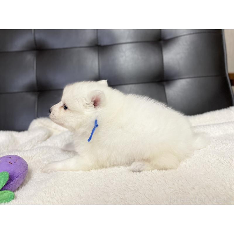 販売中の愛知県の日本スピッツ-424898の4枚目