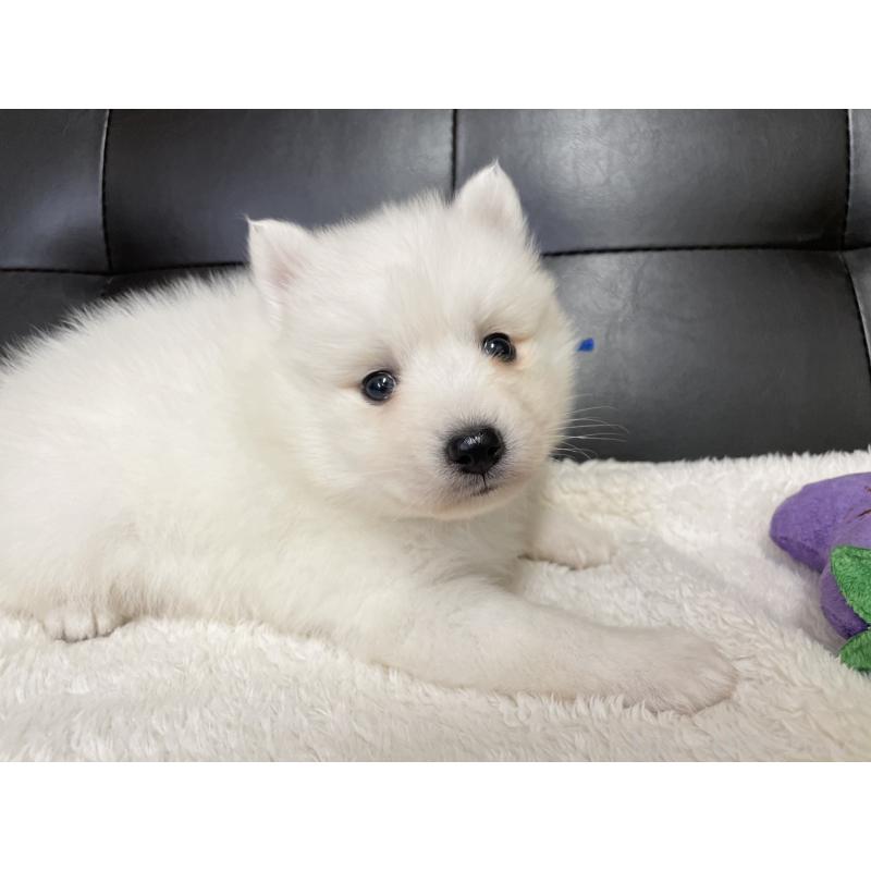 販売中の愛知県の日本スピッツ-424898の3枚目