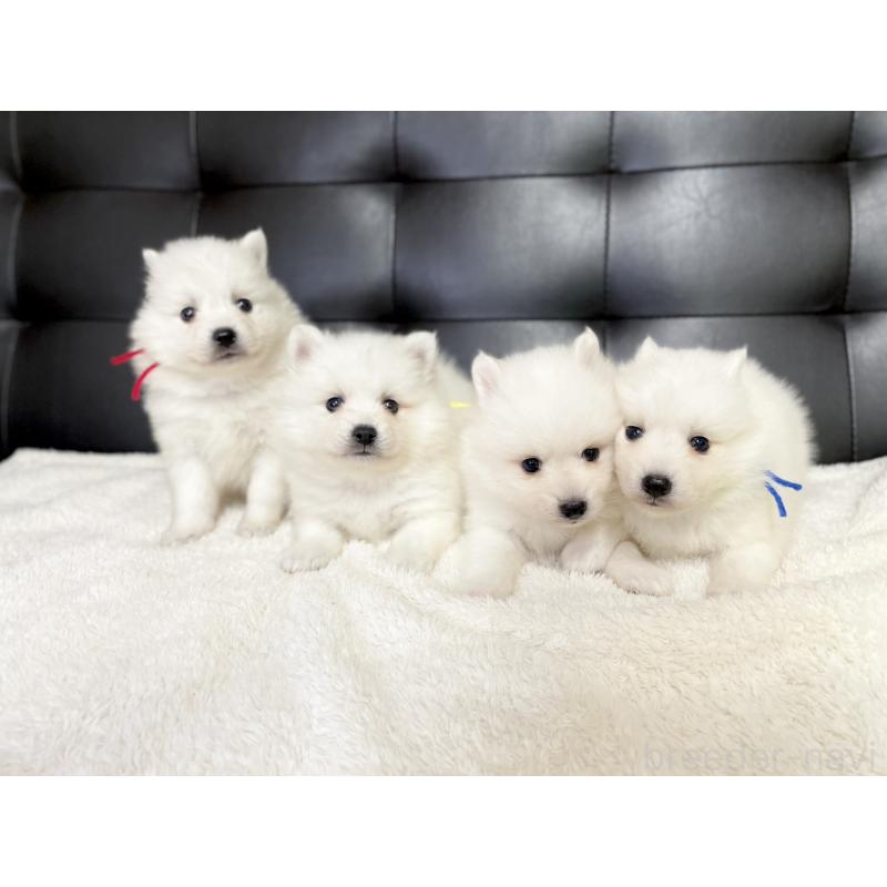 販売中の愛知県の日本スピッツ-424898の2枚目