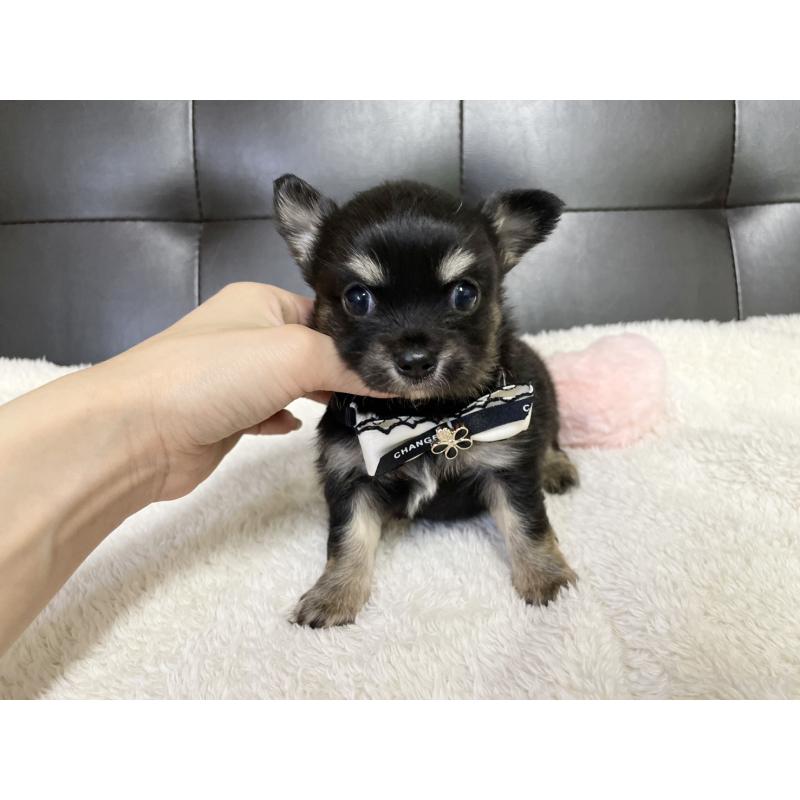 販売中の愛知県のチワワ(ロングコート)-424899の7枚目