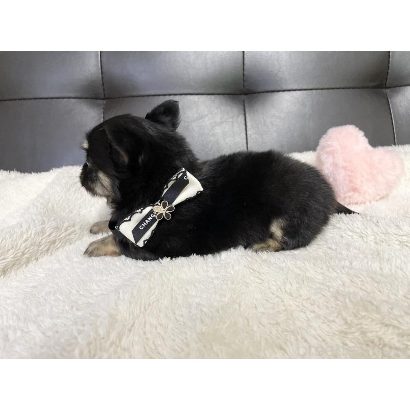 販売中の愛知県のチワワ(ロングコート)-424899の6枚目