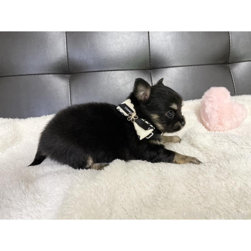 販売中の愛知県のチワワ(ロングコート)-424899の5枚目