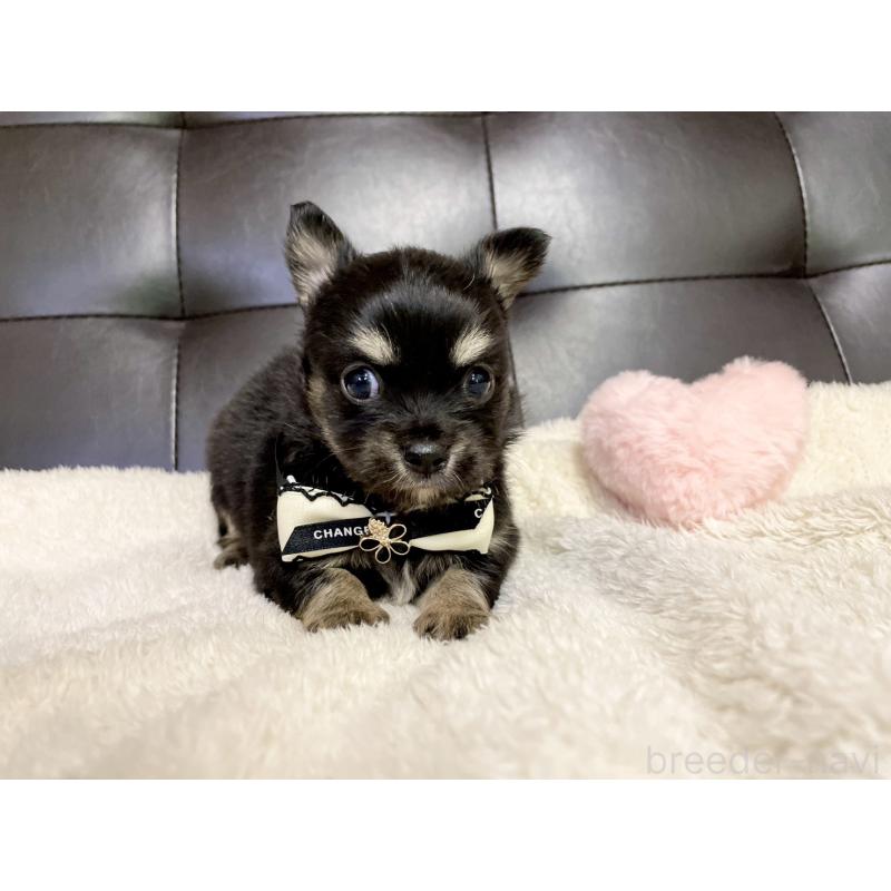 販売中の愛知県のチワワ(ロングコート)-424899の4枚目