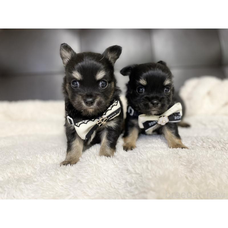 販売中の愛知県のチワワ(ロングコート)-424899の3枚目