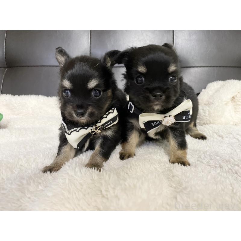 販売中の愛知県のチワワ(ロングコート)-424899の2枚目