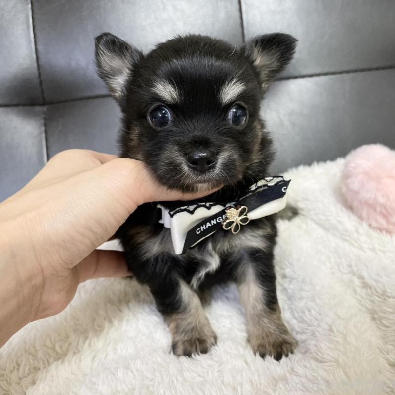 販売中の愛知県のチワワ(ロングコート)-424899