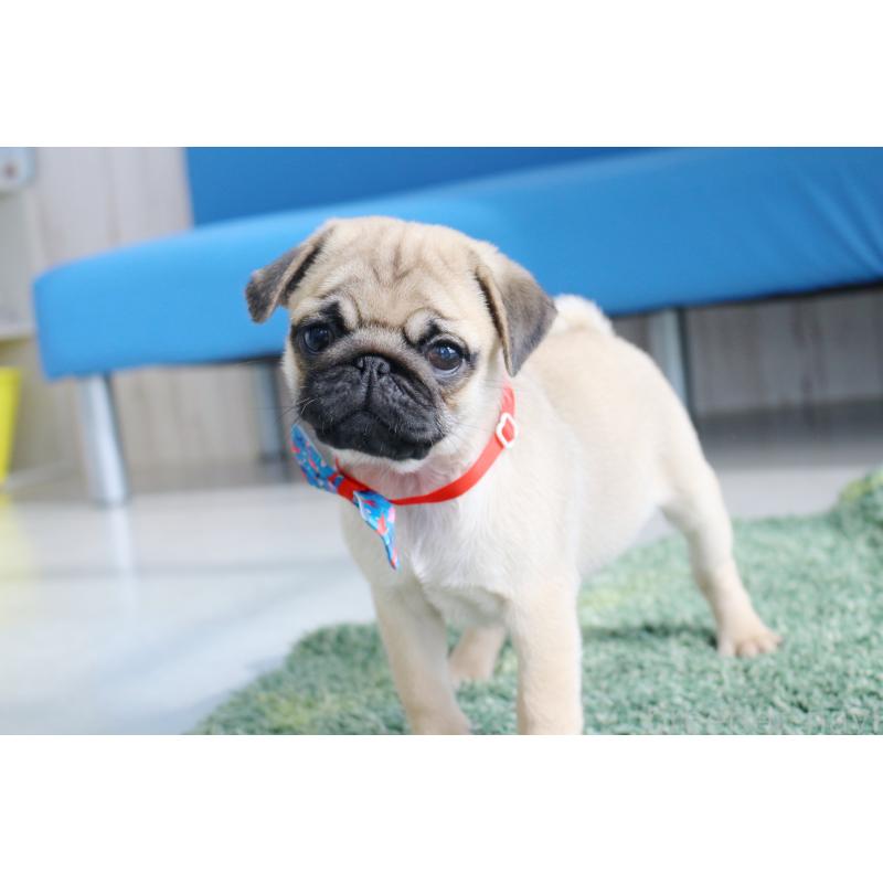 販売中の京都府のパグ-416405の8枚目