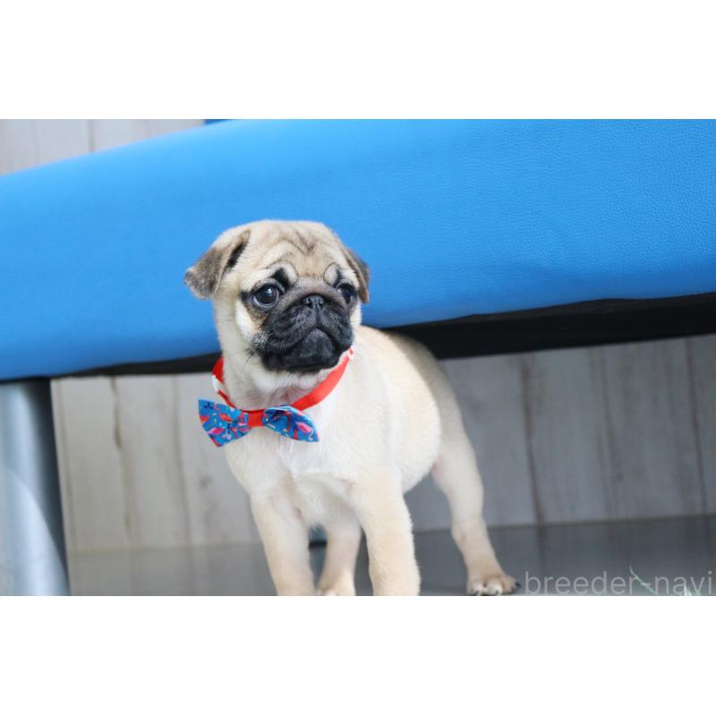 販売中の京都府のパグ-416405の7枚目