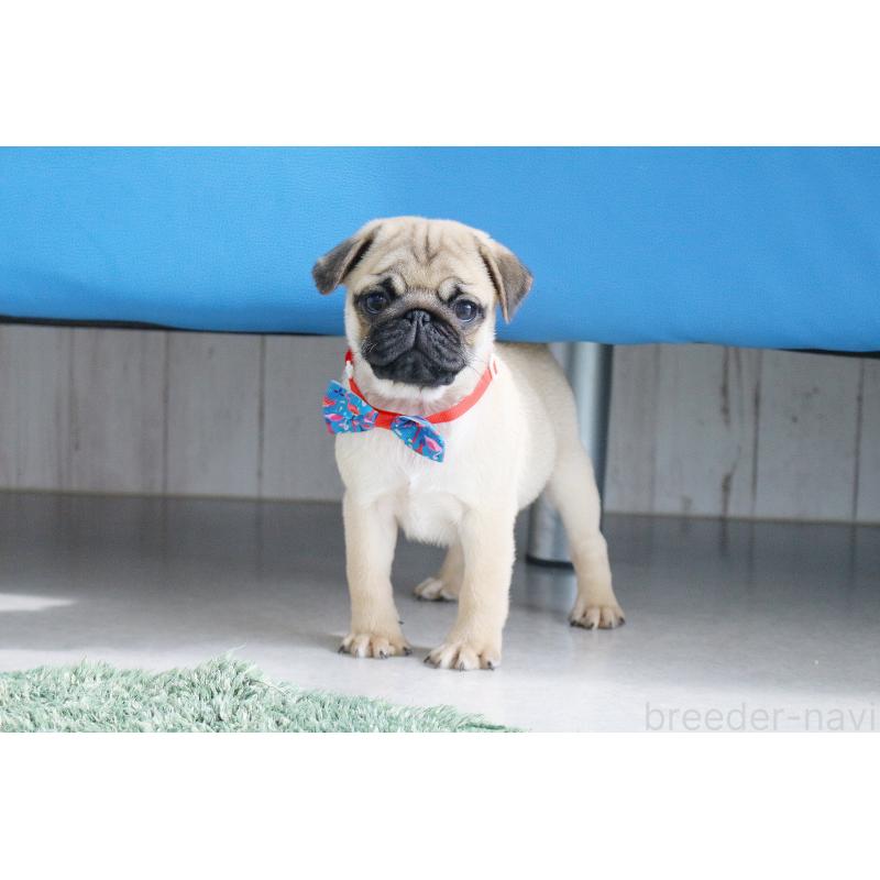 販売中の京都府のパグ-416405の6枚目