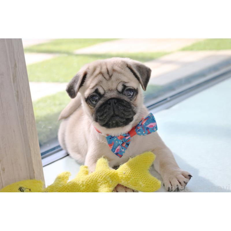 販売中の京都府のパグ-416405の5枚目