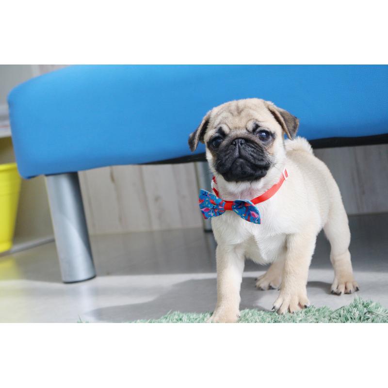 販売中の京都府のパグ-416405の4枚目