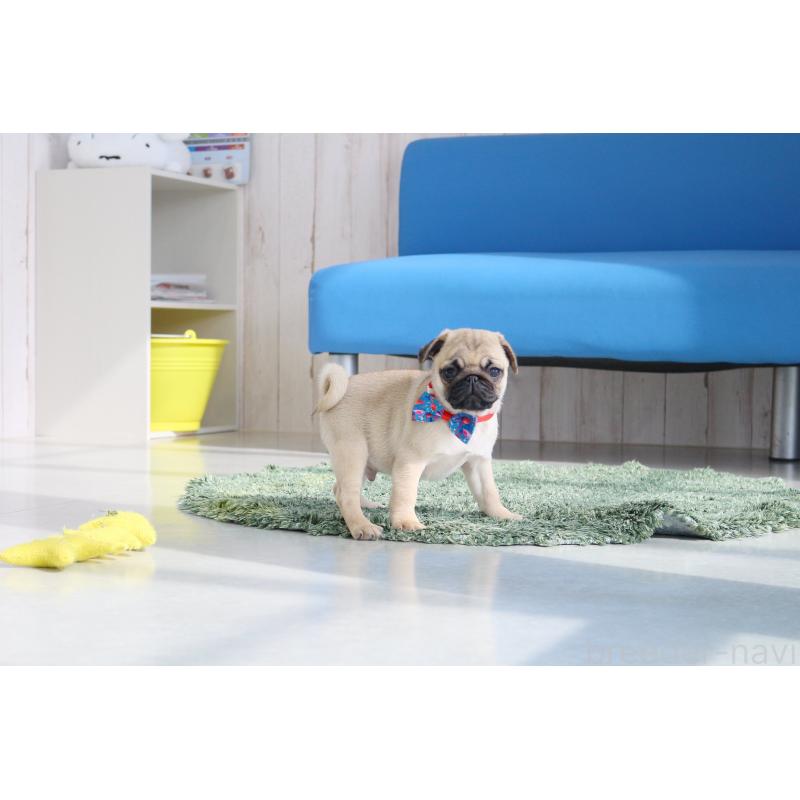 販売中の京都府のパグ-416405の3枚目