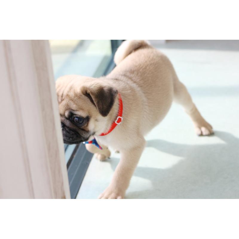 販売中の京都府のパグ-416405の2枚目